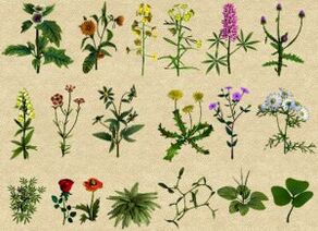 Folk medicines against alcoholism